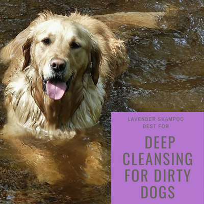 Dog Shampoo Refills - Lavender - Deep Cleansing for Dirty Dogs